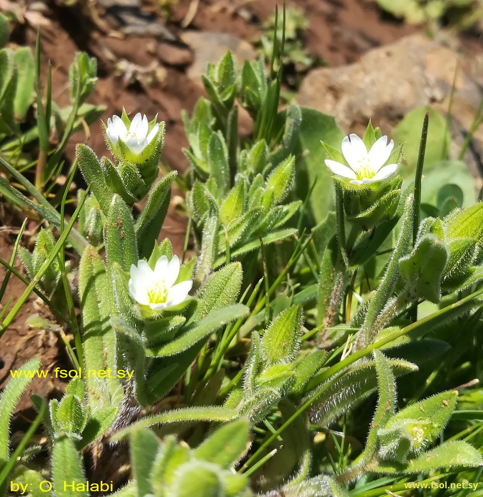 Cerastium dichotomum L.